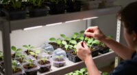 8 Best Grow Lights for Propagation Shelves in 2026