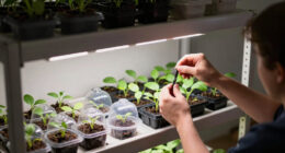 8 Best Grow Lights for Propagation Shelves in 2026
