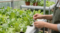 8 Best Hydroponic Systems For Greenhouse Corners In 2026