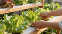 8 Best Multi-Level Hydroponic Racks in 2026