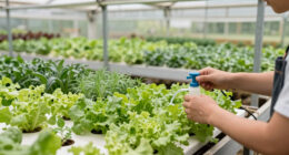 9 Best Best Hydroponic Racks For Greenhouse Corners In 2026