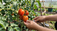 What to Do With Tomato Plants in June – 5 Early-Summer Jobs for a Bigger, Juicier Harvest