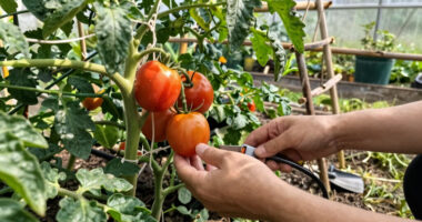 What to Do With Tomato Plants in June – 5 Early-Summer Jobs for a Bigger, Juicier Harvest