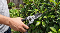 10 Best Ergonomic Garden Pruners in 2026