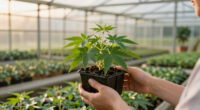 11 Best Stevia Growing Kits in 2026