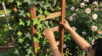 13 Best Garden Trellises in 2026