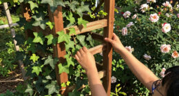 13 Best Garden Trellises in 2026