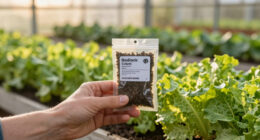13 Best Heat Tolerant Lettuce Seeds in 2026