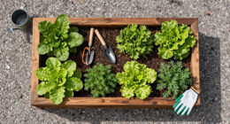 13 Best Raised Garden Beds in 2026