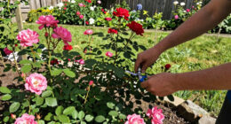 5 Best Thornless Rose Bushes in 2026