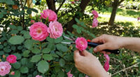 8 Best Thornless Rose Bushes in 2026
