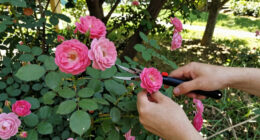 8 Best Thornless Rose Bushes in 2026