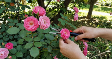 8 Best Thornless Rose Bushes in 2026