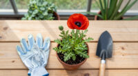 Auckland: Time To Plant A Whole Field Of Tall Poppies - Newsroom