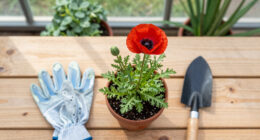 Auckland: Time To Plant A Whole Field Of Tall Poppies - Newsroom