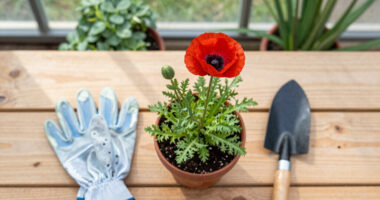 Auckland: Time To Plant A Whole Field Of Tall Poppies - Newsroom