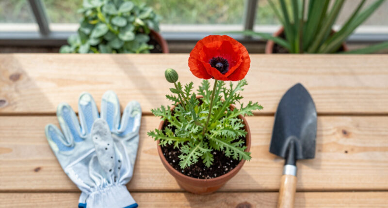 Auckland: Time To Plant A Whole Field Of Tall Poppies - Newsroom