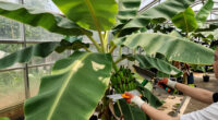 Bananas Sprout In Rayleigh Garden UK After 15 Years