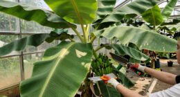 Bananas Sprout In Rayleigh Garden UK After 15 Years