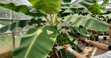 Bananas Sprout In Rayleigh Garden UK After 15 Years