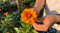 Forget Traps – This Beautiful Flower Offers A Better, More Natural Way To Help Deter Squirrels