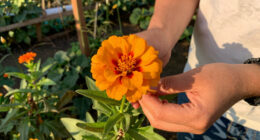 Forget Traps – This Beautiful Flower Offers A Better, More Natural Way To Help Deter Squirrels