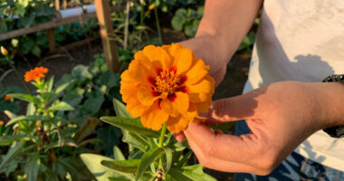 Forget Traps – This Beautiful Flower Offers A Better, More Natural Way To Help Deter Squirrels