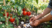 Gardeners Are Using This Common Breakfast Food To Feed Their Tomato Plants – But Here's Why It Should Stay In The Fridge