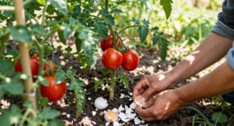 Gardeners Are Using This Common Breakfast Food To Feed Their Tomato Plants – But Here's Why It Should Stay In The Fridge