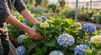 Hotter Summers Are Killing Traditional Hydrangeas – These 6 Gorgeous Alternatives Flourish In The Heat
