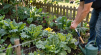 How to keep groundhogs out of your garden