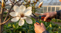 Magnolias Are So Old That They're Pollinated By Beetles, Not Bees