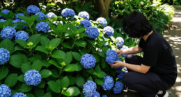 The World’s First Groundcover Hydrangea Is Here, And Everyone Wants This Color-Changing Carpet Of Fabulous Flowers
