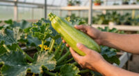 Why Your Zucchini Is Only Growing Duds – And The Simple Fix That Gets Fruits Forming Fast