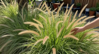 10 Best Easy-to-Grow Ornamental Grasses That Add A Professional Polish To Your Backyard