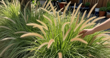 10 Best Easy-to-Grow Ornamental Grasses That Add A Professional Polish To Your Backyard