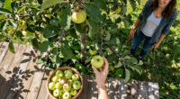 5 Self-Pollinating Fruit Trees To Plant This Fall – You Only Need One Tree To Grow A Huge Crop Of Delicious Fruit