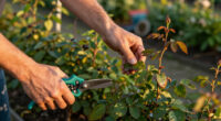 5 Things You're Doing That Make Rose Black Spot Worse Without Realizing It