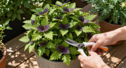 7 Best Fast-Growing Shade Shrubs in 2026