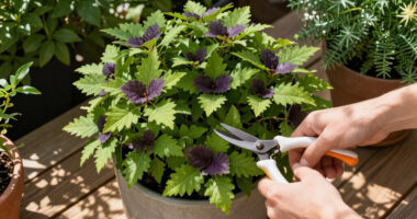 7 Best Fast-Growing Shade Shrubs in 2026