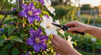 9 Best Fall-Flowering Clematis in 2026