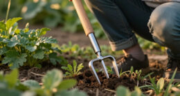 9 Best Garden Weeding Tools in 2026