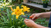 How To Get A Second Flush Of Flowers From Your Daylilies – Plus, This Easy Trick Keeps Plants Looking Fresh