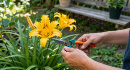 How To Get A Second Flush Of Flowers From Your Daylilies – Plus, This Easy Trick Keeps Plants Looking Fresh