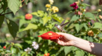 How To Hand-Feed Hummingbirds – 6 Critical Secrets To Enjoy This Heartwarming Garden Experience