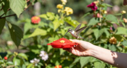 How To Hand-Feed Hummingbirds – 6 Critical Secrets To Enjoy This Heartwarming Garden Experience