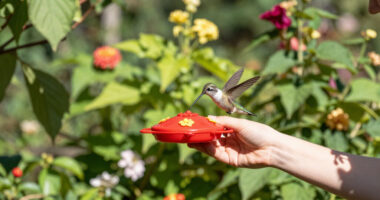 How To Hand-Feed Hummingbirds – 6 Critical Secrets To Enjoy This Heartwarming Garden Experience