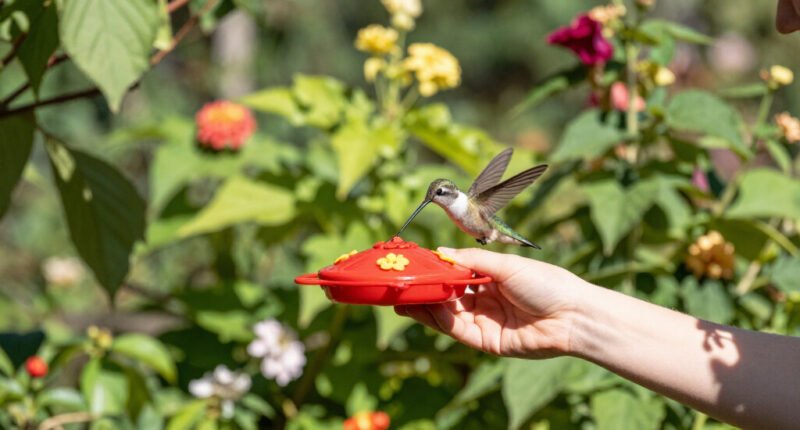 How To Hand-Feed Hummingbirds – 6 Critical Secrets To Enjoy This Heartwarming Garden Experience