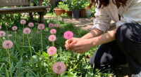 I Used To Hate Dandelions – Until I Discovered The Pretty Pink Version Designers Love