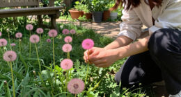 I Used To Hate Dandelions – Until I Discovered The Pretty Pink Version Designers Love